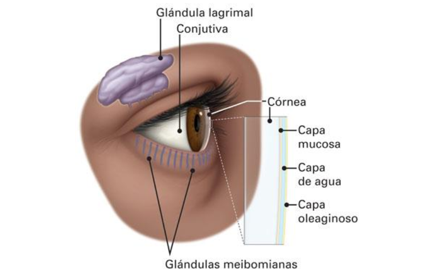 Terçol ou hordéolo